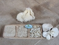 dried mushroom granule